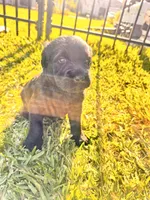 Dennis, a male Labradoodle for sale in Fort Myers, FL – Photo 2 of 2