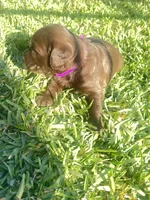 Teddy, a male Labradoodle for sale in Fort Myers, FL – Photo 2 of 5