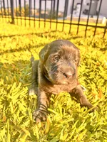Teddy, a male Labradoodle for sale in Fort Myers, FL – Photo 3 of 5