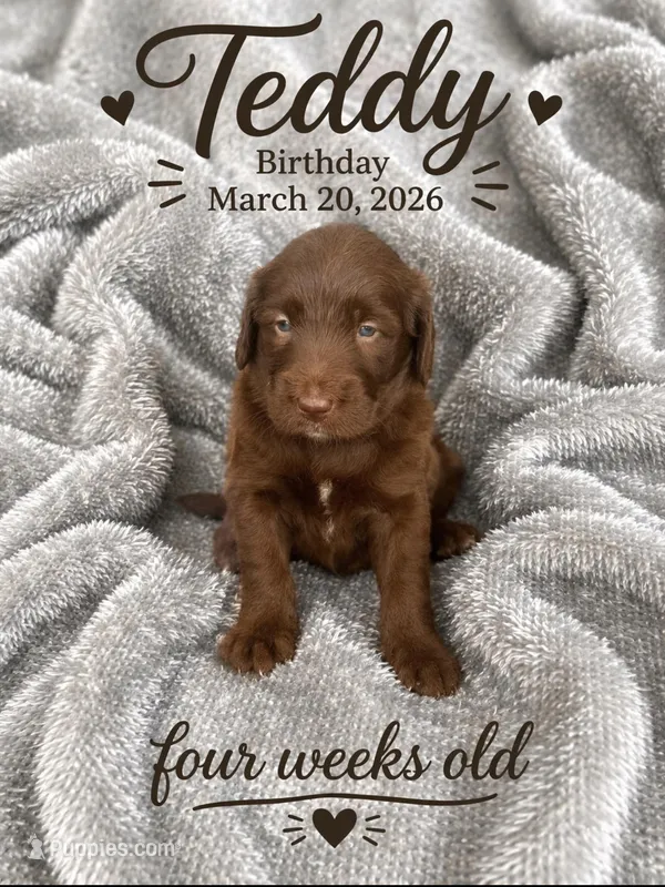 Teddy – Labradoodle puppy for sale in Fort Myers, FL