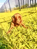 Teddy, a male Labradoodle for sale in Fort Myers, FL – Photo 5 of 5