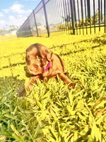 Teddy, a male Labradoodle for sale in Fort Myers, FL – Photo 4 of 5