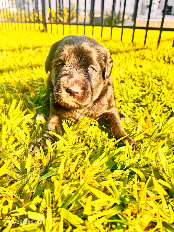 Teddy – Labradoodle puppy for sale in Fort Myers, FL