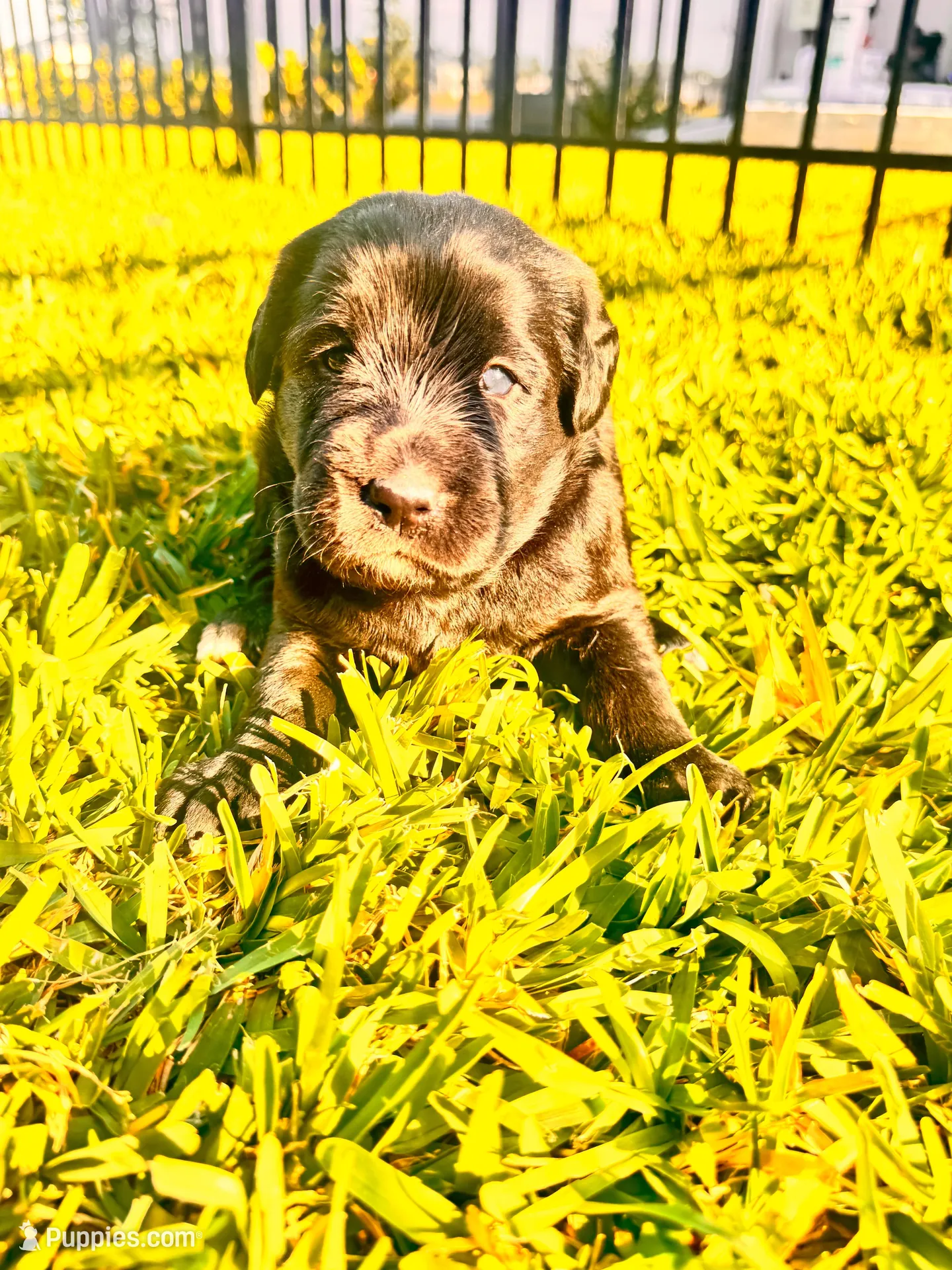 Teddy, a male Labradoodle for sale in Fort Myers, FL – Photo 1 of 5