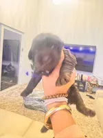 Labradoodle puppies , a male Labradoodle for sale in Fort Myers, FL – Photo 2 of 10