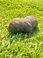Labradoodle puppies , a male Labradoodle for sale in Fort Myers, FL – Photo 10 of 10