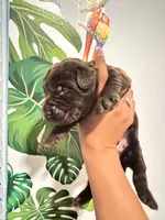 Labradoodle puppies , a male Labradoodle for sale in Fort Myers, FL – Photo 4 of 10