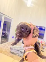 Labradoodle puppies , a male Labradoodle for sale in Fort Myers, FL – Photo 7 of 10