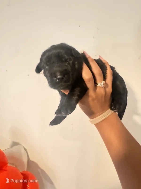 Labradoodle puppies  – Labradoodle puppy for sale in Fort Myers, FL