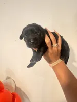 Labradoodle puppies , a male Labradoodle for sale in Fort Myers, FL – Photo 1 of 10