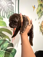 Labradoodle puppies , a male Labradoodle for sale in Fort Myers, FL – Photo 3 of 10