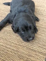 Milo , a male Labradoodle for sale in Fort Myers, FL – Photo 4 of 4