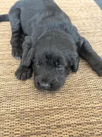 Milo , a male Labradoodle for sale in Fort Myers, FL – Photo 3 of 4