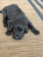 Milo , a male Labradoodle for sale in Fort Myers, FL – Photo 2 of 4