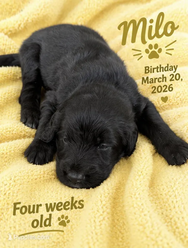 Milo , a male Labradoodle for sale in Fort Myers, FL – Photo 1 of 4