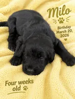 Milo , a male Labradoodle for sale in Fort Myers, FL – Photo 1 of 4