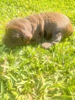 Willy Wonka, a male Labradoodle for sale in Fort Myers, FL – Photo 7 of 7
