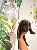 Willy Wonka, a male Labradoodle for sale in Fort Myers, FL – Photo 2 of 7