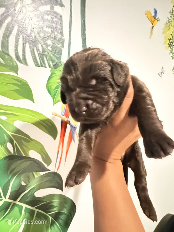 Willy Wonka – Labradoodle puppy for sale in Fort Myers, FL