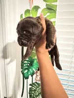 Willy Wonka, a male Labradoodle for sale in Fort Myers, FL – Photo 3 of 7