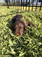 Snickers, a male Labradoodle for sale in Fort Myers, FL – Photo 6 of 6