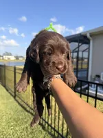 Snickers, a male Labradoodle for sale in Fort Myers, FL – Photo 3 of 6