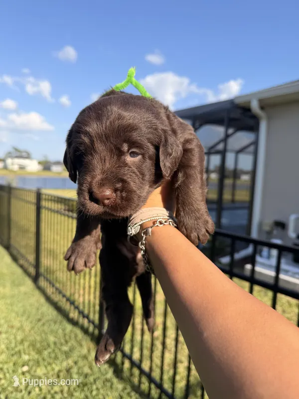 Snickers – Labradoodle puppy for sale in Fort Myers, FL