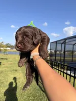 Snickers, a male Labradoodle for sale in Fort Myers, FL – Photo 4 of 6