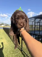 Snickers, a male Labradoodle for sale in Fort Myers, FL – Photo 2 of 6