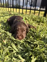 Snickers, a male Labradoodle for sale in Fort Myers, FL – Photo 5 of 6