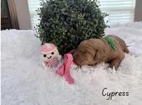 Cypress, a female Labradoodle for sale in Hesperia, CA – 2 of 2