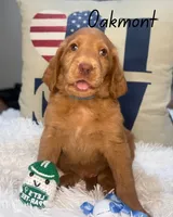 Oakmont, a male Labradoodle for sale in Hesperia, CA – 5 of 6