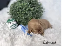 Oakmont, a male Labradoodle for sale in Hesperia, CA – 1 of 2