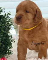 Augusta, a female Labradoodle for sale in Hesperia, CA – 3 of 6