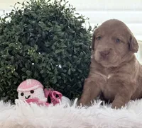 Merion, a female Labradoodle for sale in Hesperia, CA – 2 of 5