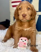 Merion, a female Labradoodle for sale in Hesperia, CA – 4 of 5