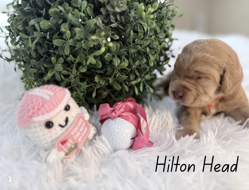 Hilton Head – Labradoodle puppy for sale in Hesperia, CA