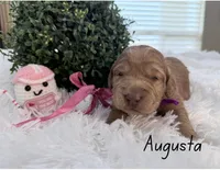 Augusta, a female Labradoodle for sale in Hesperia, CA – 2 of 2