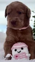 Cypress, a female Labradoodle for sale in Hesperia, CA – 3 of 6