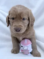 Merion, a female Labradoodle for sale in Hesperia, CA – 3 of 5