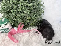 Pinehurst, a female Labradoodle for sale in Hesperia, CA – 2 of 2