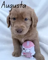 Augusta, a female Labradoodle for sale in Hesperia, CA – 4 of 6