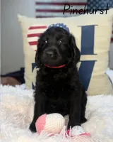 Pinehurst, a female Labradoodle for sale in Hesperia, CA – 5 of 6