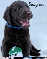 Sawgrass, a male Labradoodle for sale in Hesperia, CA – 4 of 6