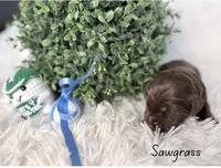 Sawgrass, a male Labradoodle for sale in Hesperia, CA – 2 of 2