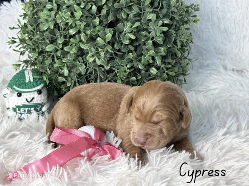 Cypress – Labradoodle puppy for sale in Hesperia, CA