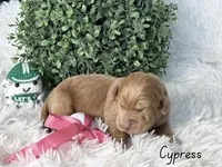 Cypress, a female Labradoodle for sale in Hesperia, CA – 1 of 2