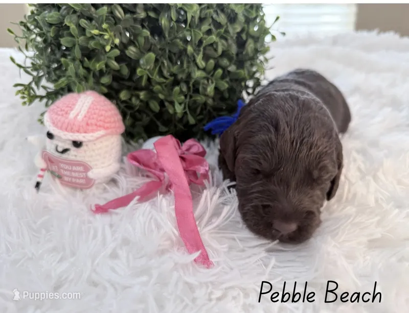 Pebble Beach – Labradoodle puppy for sale in Hesperia, CA