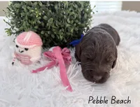 Pebble Beach, a female Labradoodle for sale in Hesperia, CA – 1 of 2