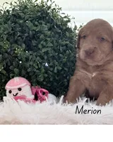 Merion, a female Labradoodle for sale in Hesperia, CA – 5 of 5